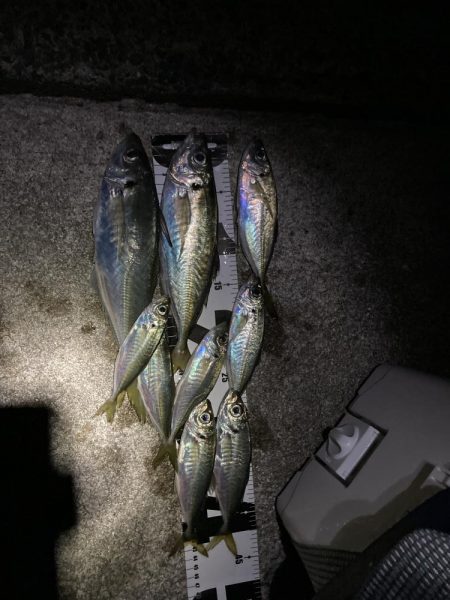 初めての尺アジ